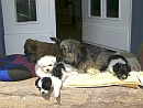 Biyok Hund