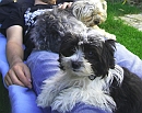 Biyok Hund