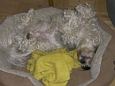 Biyok Hund