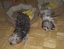 Biyok Hund