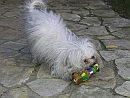 Biyok Hund