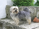 Biyok Hund