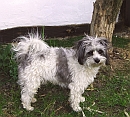 Biyok Hund