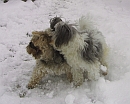 Biyok Hund