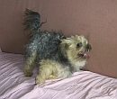 Biyok Hund