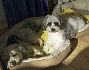 Biyok Hund