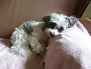 Biyok Hund