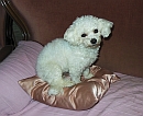 Biyok Hund