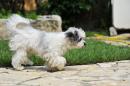 Biyok Hund