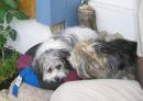 Biyok Hunde